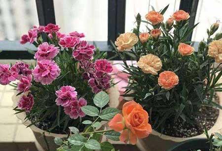适合强光阳台养的植物