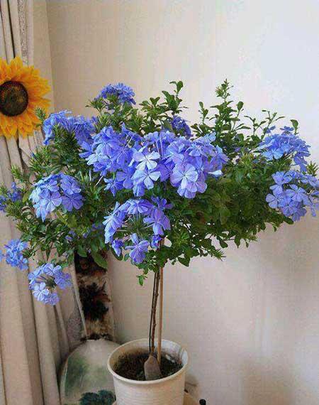 适合强光阳台养的植物