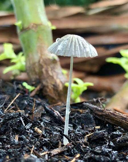 养绿植的方法