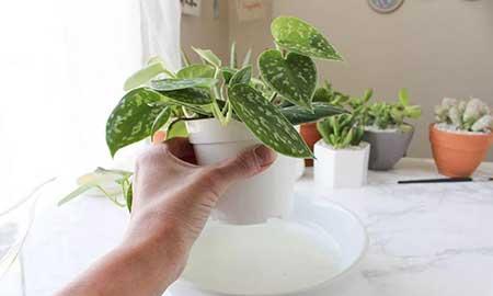 养绿植的方法