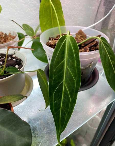 养绿植的方法