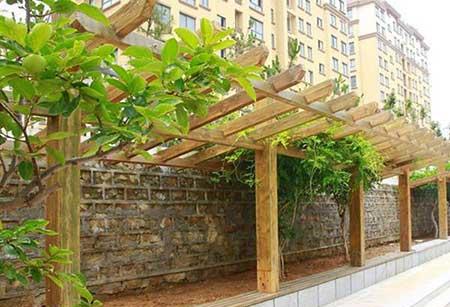 学校绿植养护方案