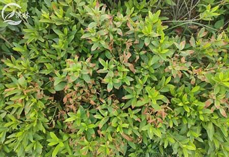 夏季苗木养护