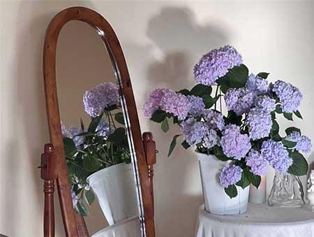 卧室里养绿植好吗