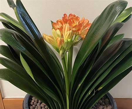 卧室里养绿植好吗