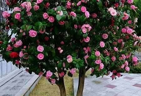 庭院种什么绿植好养
