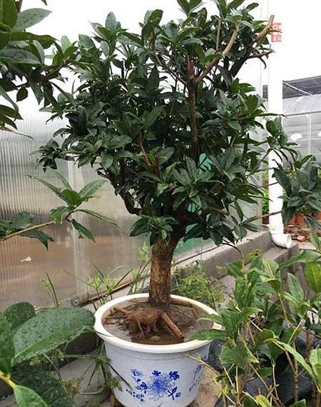 庭院种什么绿植好养