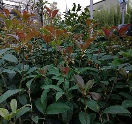 庭院种什么绿植好养