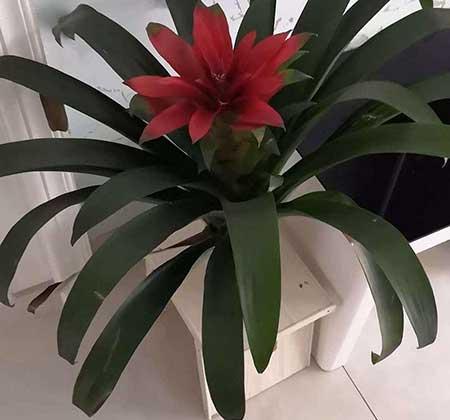 水塔花养殖方法