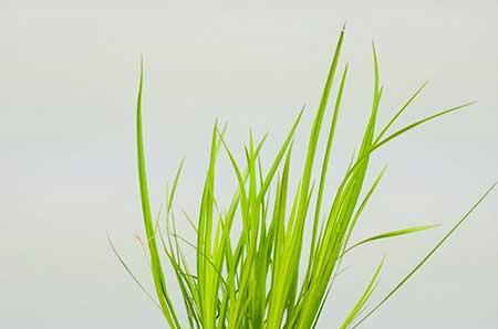 水里可以养的植物