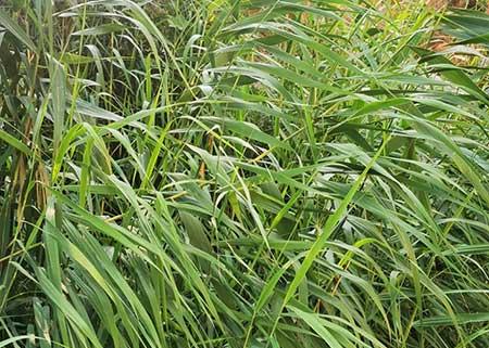 水里可以养的植物