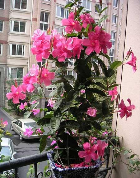 双线绿植怎么养