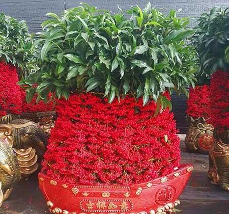 属鼠家里适合养什么花