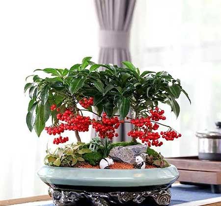 属鼠家里适合养什么花
