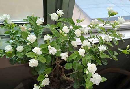 室内养最香的花