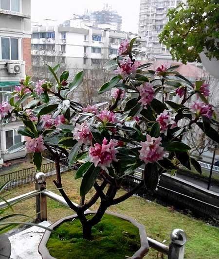 室内养最香的花