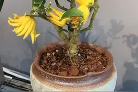 室内养那些花木比较好