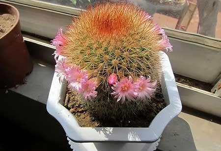 室内养那些花木比较好