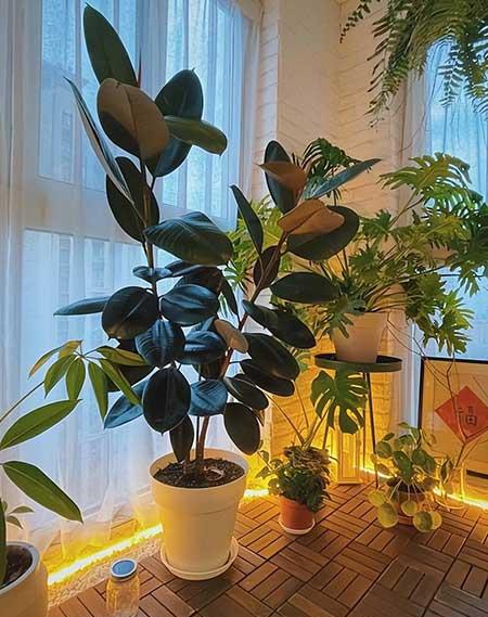 室内养那些花木比较好
