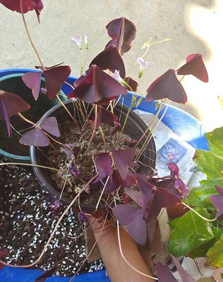 室内养花草需要注意什么