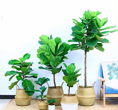 室内养的大叶绿植有哪些