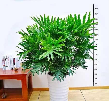 室内养的大叶绿植有哪些