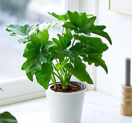 室内养的大叶绿植有哪些