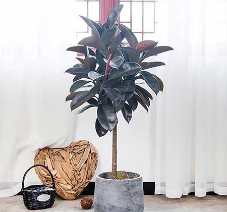 室内养的大叶绿植有哪些
