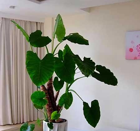室内养的大叶绿植有哪些