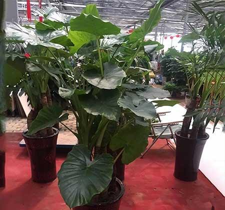 室内养的大叶绿植有哪些