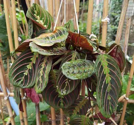 室内土养植物