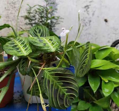 室内土养植物