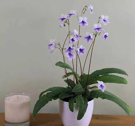 室内土养植物