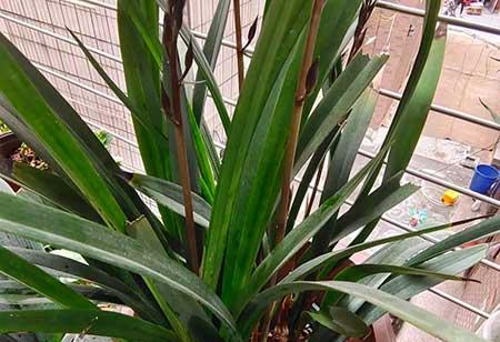 室内土养植物
