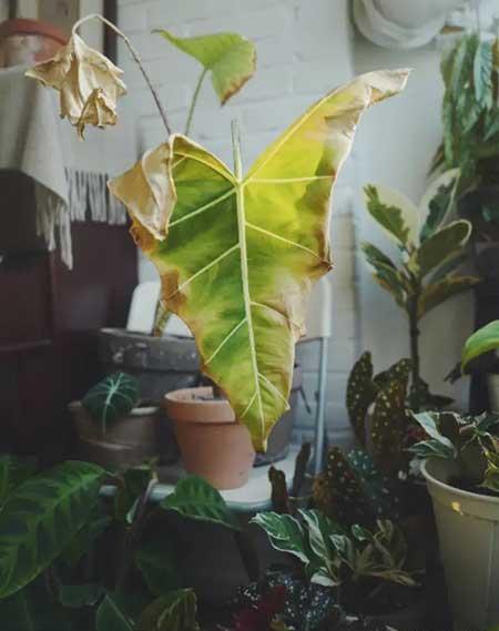 室内绿植养护工作总结
