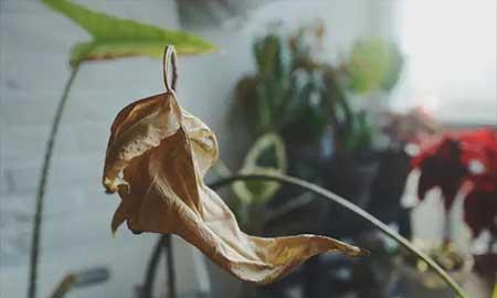 室内绿植养护工作总结