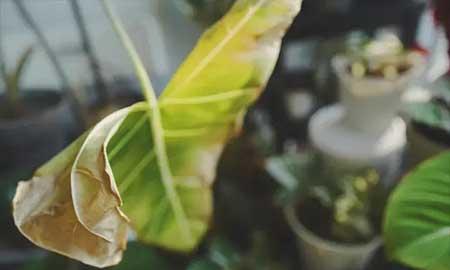 室内绿植养护工作总结
