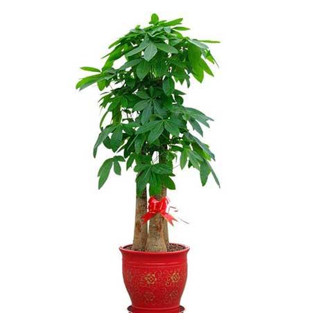 适合租摆的绿植有哪些