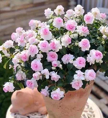 适合长期养的花