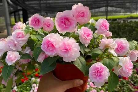 适合长期养的花