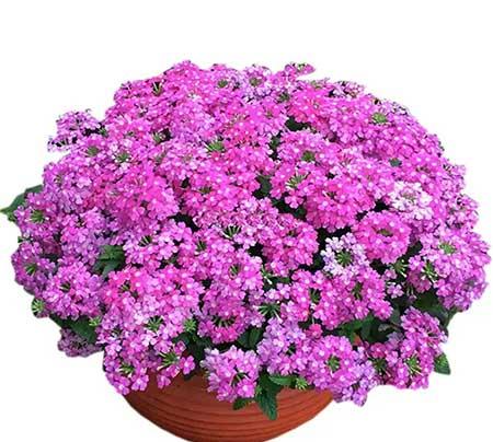 适合长期养的花