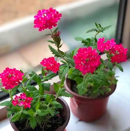 适合长期养的花