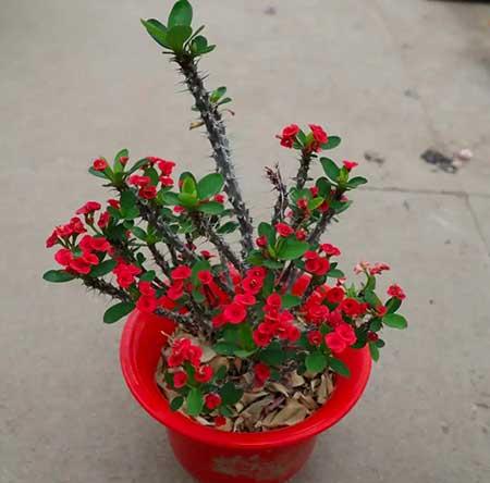 适合长期养的花