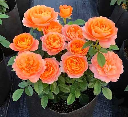 适合长期养的花
