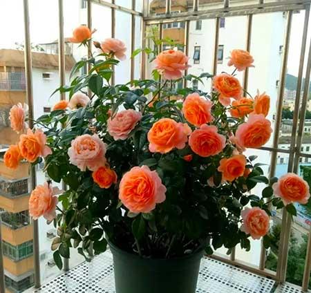 适合长期养的花
