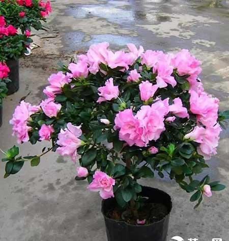 适合在阴面卧室养的花