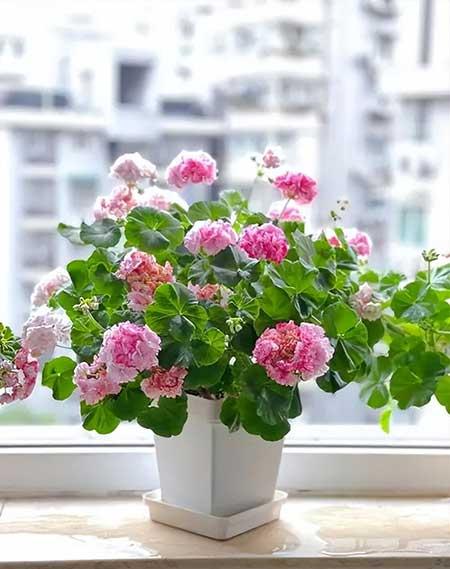 适合在卧室内养的花