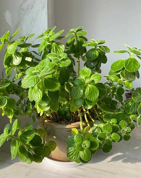 适合在卧室内养的花