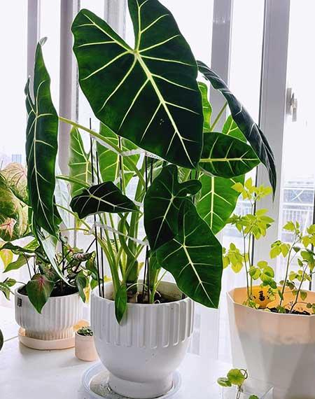 适合在卧室内养的花