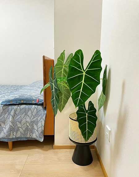 适合在卧室内养的花
